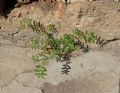 Euphorbia maculata